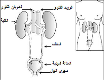 Kidney and its Function in English Language