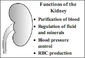 Kidney and its Function in English Language