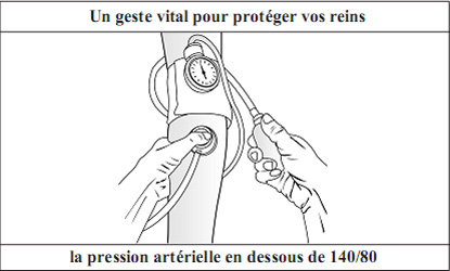 Kidney and its Function in spanish Language