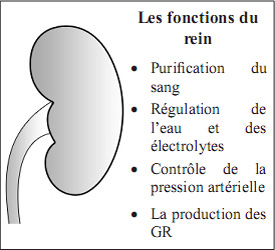 Kidney and its Function in spanish Language