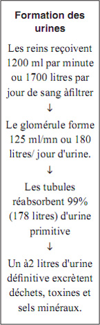 Kidney and its Function in spanish Language