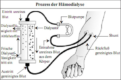 kidney in German language