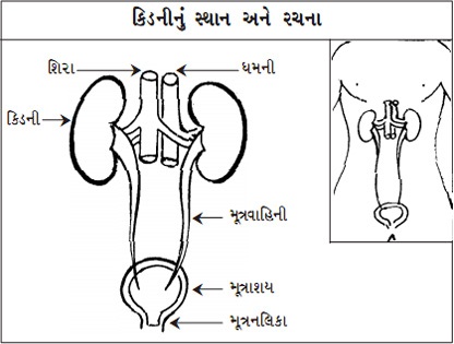 Kidney Location
