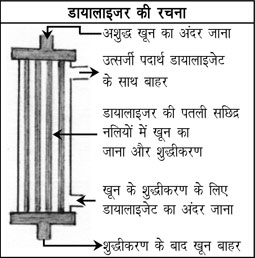 Kidney In Hindi