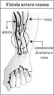 Kidney and its Function in Italian Language