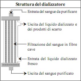 Kidney and its Function in Italian Language