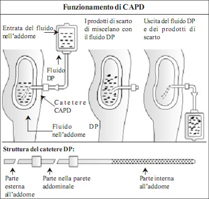 Kidney and its Function in Italian Language