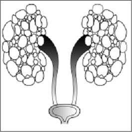 Kidney and its Function in Italian Language