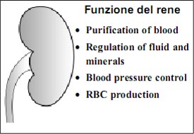 Kidney and its Function in Italian Language