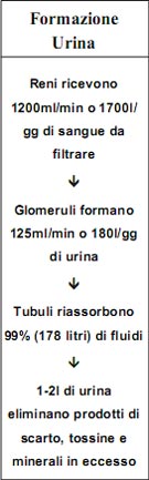 Kidney and its Function in Italian Language