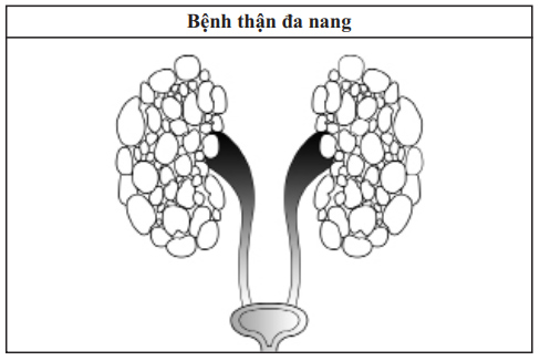 Urine Formation