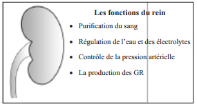 Urine Formation