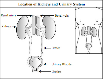 Kidney and its Function in spanish Language