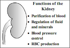 Kidney and its Function in spanish Language